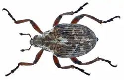 Phytobius leucogaster
