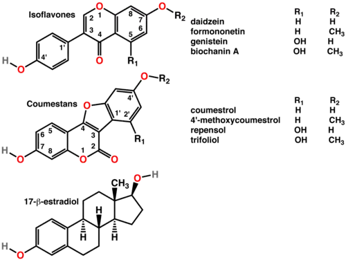 Polyphenols include phytoestrogens (top and middle)