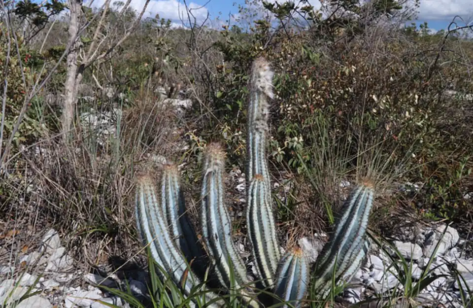 Growing in habitat in Bahia, Brazil