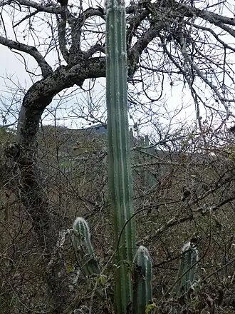 Plants growing in habitat on the way to Tomellin, Oaxaca