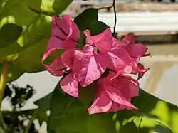 Multiple paperflowers on a shrub
