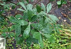 Foliage of plant with rain droplets on the leaves