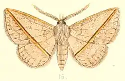 Acantholipini: Ugia transversa