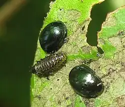 Plagiodera versicolora, larva and adults