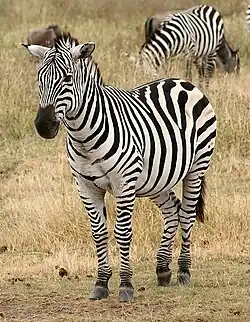 A herd of plains zebra ("Equus quagga")