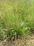 Ribwort plantain (Plantago lanceolata)