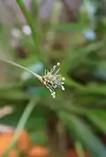 Plantago leiopetala inflorescence at medium stage with both stamens and stigmas.
