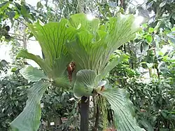 Platycerium elephantotis at Kaisaniemi Botanical Garden, Finland