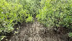 Pneumatophores of the mangrove trees found at Setiu Wetlands State Park.