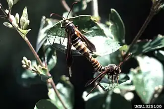 Adults mating