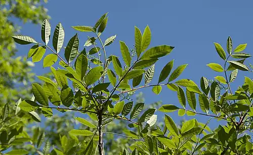 Foliage, Ozaukee County, Wisconsin