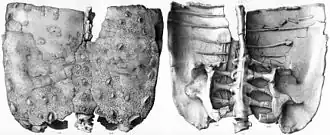 Armor of the related ankylosaur, Polacanthus.