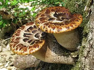 Two thickly stemmed brownish mushrooms with scales on the upper surface, growing out of a tree trunk