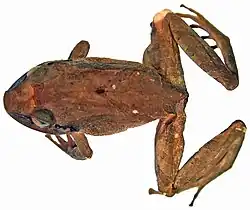 specimen of the species. A brown frog