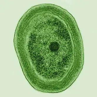 This planktonic bacterium is the cyanobacterium Prochlorococcus, the smallest photosynthetic organism in the world. It contributes up to 20% of the world's oxygen production, more than all tropical rainforests.[54]