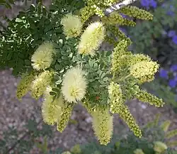 Screwbean mesquite flowers