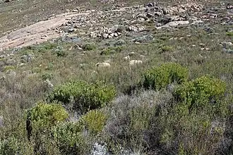 Protea namaquana habitat