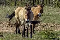 Przewalski horses in the core zone