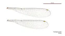 Female wings