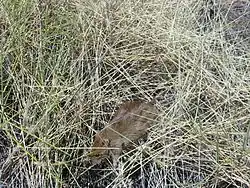 Brown desert mouse in amongst pale yellow spinifex grass