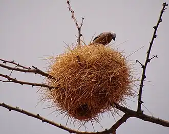 Pseudonigrita nest in Kenya, with entrance below