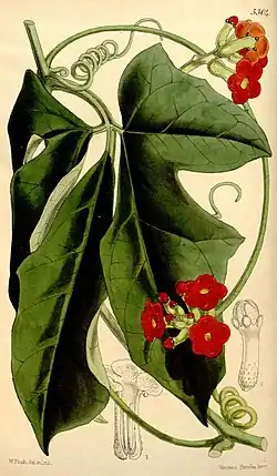 Psiguria warscewiczi