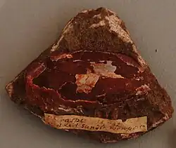 P. rostrata fossil