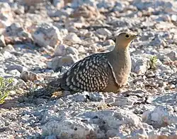 Namaqua sandgrouse