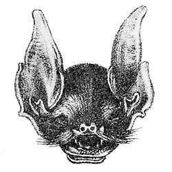 Drawing of bat head