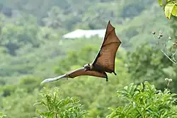 Brown bat