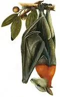 Illustration of grey-headed flying fox by Neville W. Cayley (1887–1950)