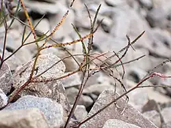 A photo of rust on an Anisotome