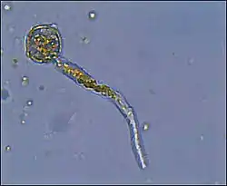 Germinating uredospores