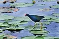Purple gallinule (Porphyrio martinicus), Attwater Prairie Chicken National Wildlife Refuge