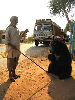 A dancing bear in Pushkar, India, 2003