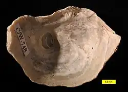 Pycnodonte vesicularis left valve interior; Aubeterre Formation, Campanian, SW France.