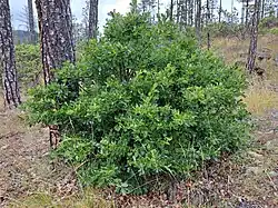 The shrub-like form of Oregon white oak (Quercus garryana var. breweri) growing in serpentine soils in southwest Oregon.