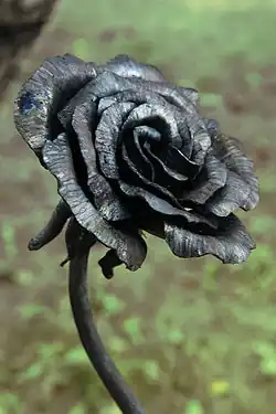 A Black Rose as Symbol of Ireland