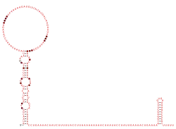 BTnc060 Secondary structure taken from the Rfam database. Family RF04184