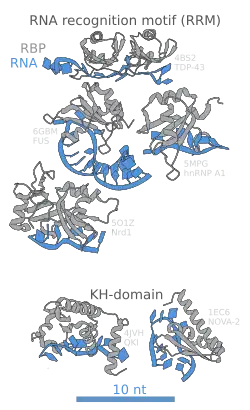 Diagram showing crystal structures of RNA-binding proteins; 4 on the top and 2 on the bottom of the image.