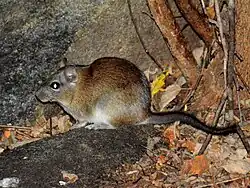 Brown and white spiny rat