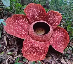 A huge red flower growing amongst foliage on the ground