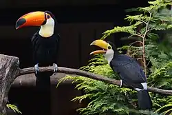 Adult toco toucan and smaller juvenile toco toucan perching on a branch