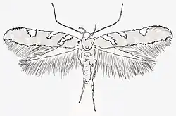 Traced sketch of a Ramphis libanoticus moth