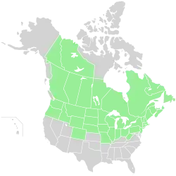 Range of Hieracium canadense throughout North America