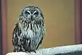 Asio, a short-eared owl