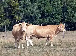 two blonde cows in a dry field