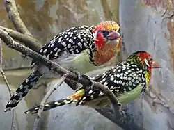 At Birdworld, Farnham