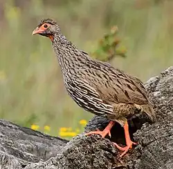 P. a. castaneiventer Gunning & Roberts, 1911 in South Africa