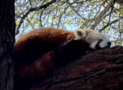 Red pandas